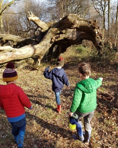 three boys and a tree